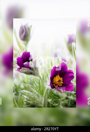 Pulsatilla patens, Eastern Pasqueflower, Prärie-Krokus und Blattanemon-Purpur-Blumen mit kleinen Haaren bedeckt. Die ersten Frühlingsprimrosen. Wild Stockfoto