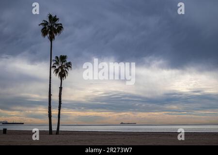 Palmen, Playa Del Rey, Los Angeles, Kalifornien Stockfoto