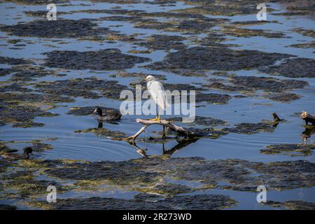 Die über Algenblüten verstreute Erebe befindet sich am Malibu Lagoon State Beach, Malibu, Los Angeles County, Kalifornien Stockfoto