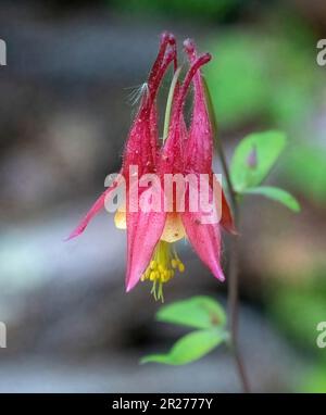 Süße rote Kolumbinen-Wildblumen, die an einem Frühlingsabend in North Branch, Minnesota, USA, im Wald wachsen. Stockfoto