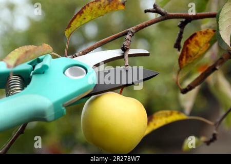 Apfel von Bäumen mit Gartenscheren im Freien schneiden, schließen Stockfoto