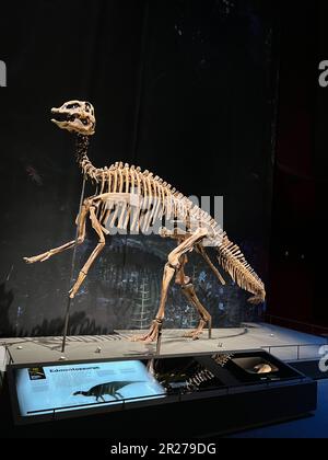 Leiden, Niederlande - 18. Juni 2022: Lebensgroßes Skelett von Edmontosaurus im Naturalis Biodiversity Center Stockfoto