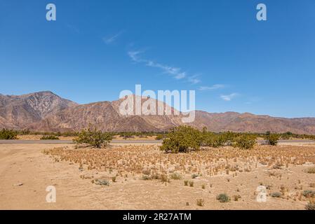 Borrego Springs, CA, USA - 24. April 2023: Asphaltstraße führt durch eine breite Sandwüstenlandschaft mit grünen Büschen unter blauer Wolkenlandschaft. Beigefarbenes m Stockfoto