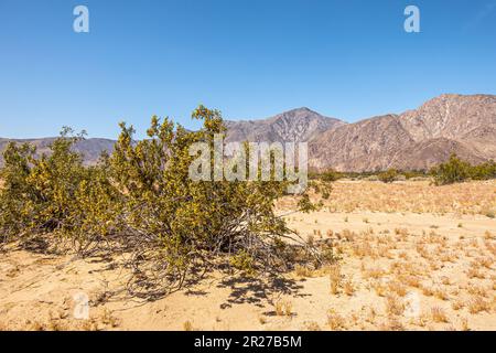 Borrego Springs, CA, USA - 24. April 2023: Gelber, blühender grüner Busch in Wüstenlandschaft unter blauem Himmel in Anza-Borrego. Braunfelsige Bergkette o Stockfoto