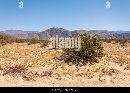 Borrego Springs, CA, USA - 24. April 2023: Violette Blumen und gelbblütige grüne Büsche unter blauem Himmel in der sandigen Wüstenlandschaft Anza-Borrego. Stirn Stockfoto