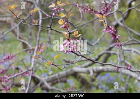 Cercis siliquastrum - Judas-Baum. Stockfoto