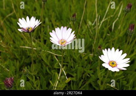 Osteospermum "Lady Leitrim". Stockfoto