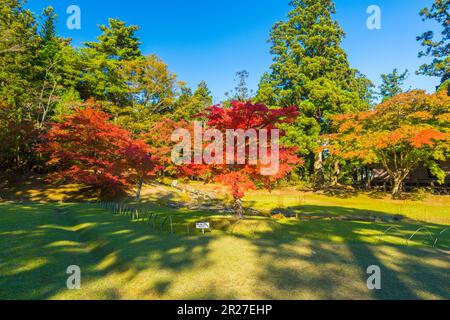 Herbstblätter des Motsuji-Tempels Stockfoto