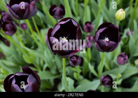 Tulipa "Queen of Night", alleinstehende, späte Tulpen. Stockfoto