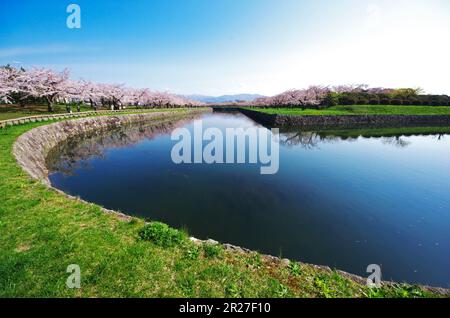 Goryokaku Park und Kirschblüten Stockfoto