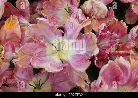 Tulipa 'Apricot Parrot'. Stockfoto