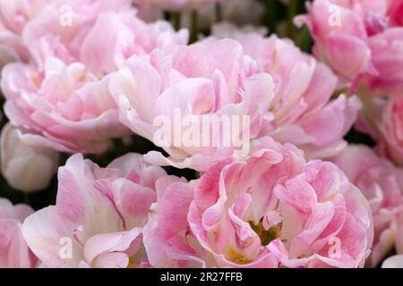 Tulipa 'Angelique' doppelte späte Tulpenblüten. Stockfoto