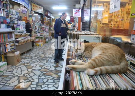 ISTANBUL, TÜRKEI - 31. OKTOBER: Schlafende Katze auf dem traditionellen Kadikoy-Buchmarkt am 31. Oktober 2019 in Istanbul, Türkei. Stockfoto