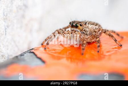 Springspinne auf orangefarbenem Stahl, Nahaufnahme-Insekt und Makrofoto. Stockfoto