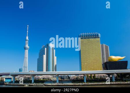 Kirschblüten blühen am Sumida River, Hausboot und Tokyo Sky Tree Stockfoto