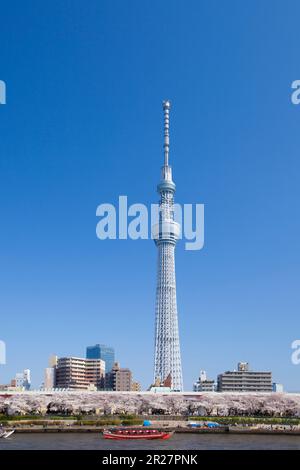 Kirschblüten blühen am Sumida River, Hausboot und Tokyo Sky Tree Stockfoto