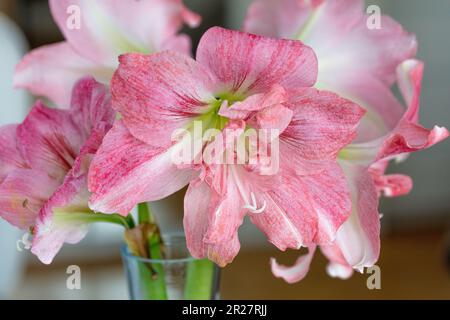 Hippeastrum x hortorum, Hippeastrum, Rozetta, Sigtuna, Schweden, Nordeuropa, Amaryllis, Amaryllidaceae, Amaryllid, mehrjährig, Bulbus, Familie Amaryllis, Amaryllisväxter Stockfoto