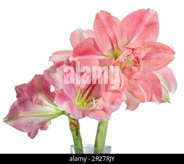 Hippeastrum x hortorum, Hippeastrum, Rozetta, Sigtuna, Schweden, Nordeuropa, Amaryllis, Amaryllidaceae, Amaryllid, mehrjährig, Bulbus, Familie Amaryllis, Amaryllisväxter Stockfoto