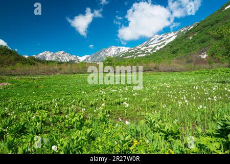 Drei Hakuba-Berge vom Tsugaike Nature Park aus gesehen Stockfoto