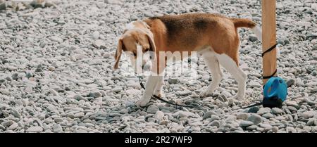 An einem sonnigen Tag ruht sich ein Ingwerhund mit weißen Flecken auf einem Kieselstrand in der Nähe des Meeres aus und wartet auf den Besitzer Stockfoto