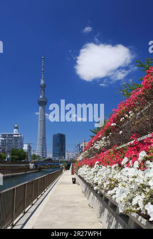 Azalea und Skytree entlang des Flusses Kitajikken Stockfoto