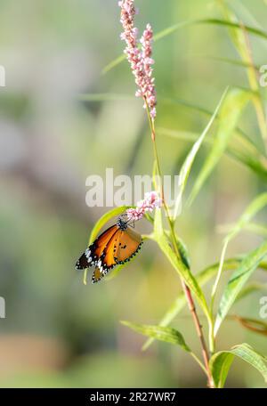 Wunderschöner Schmetterling und die Wildblumen, einfacher Tiger Schmetterling, der Nektar trinkt. Stockfoto