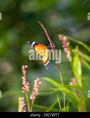 Farbenfrohe Schmetterlinge, die Nektar von wilden Blumen auf der Wiese tranken, helles, weiches Morgenlicht erleuchtete die schlichten Tigerfalter-Flügel. Stockfoto