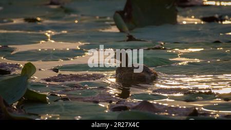 Little Grebe schwimmt früh am Morgen. Er bewegt sich schnell durch die Lotusblätter auf dem See. Stockfoto