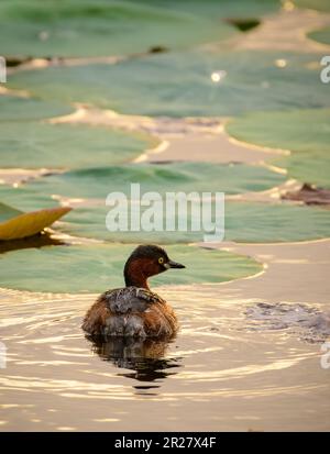 Der kleine Fettvogel schwimmt im See, der Sonnenuntergang strahlt goldenes Licht im Wasser, einsame Fettvögel in seinem natürlichen Lebensraum. Stockfoto