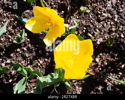 Zwei Gelbe Tulpenblumen Im Nahaufnahme Stockfoto