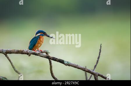 Wunderschöne Common Kingfisher-Stange vor dem natürlichen, weichen Bokeh-Hintergrund. Hintergrundbeleuchtung am Morgen. Stockfoto