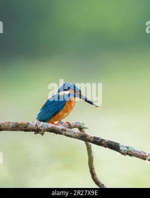 Wunderschöne Nahaufnahme eines Königsfisher-Vogels. Gemeine Kingfisher-Stange vor dem natürlichen, weichen Bokeh-Hintergrund. Hintergrundbeleuchtung am Morgen. Stockfoto