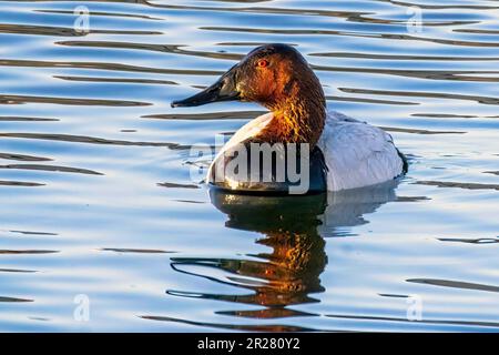 Eine männliche Canvasback-Ente, eine Art Taucherente, die größte in Nordamerika. Stockfoto