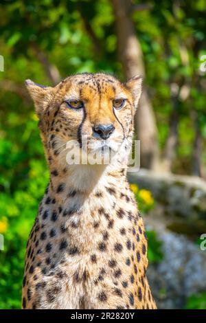 Porträt eines Geparden. Nahaufnahme der großen Katze und des schnellsten Landtieres. Stockfoto