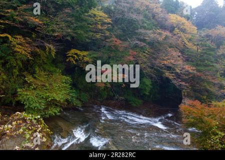 Yoro Schlucht wird rot Stockfoto