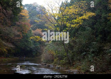 Yoro Schlucht wird rot Stockfoto