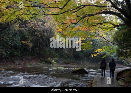 Yoro Schlucht wird rot Stockfoto