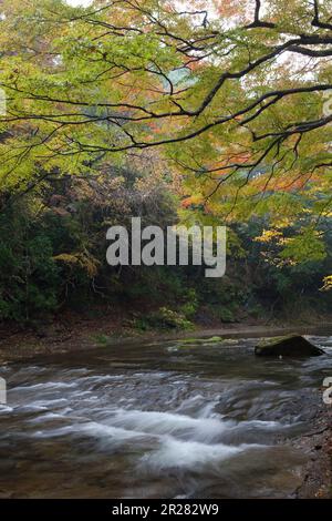 Yoro Schlucht wird rot Stockfoto