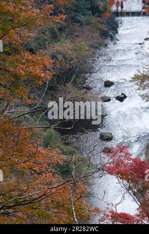 Yoro Schlucht wird rot Stockfoto