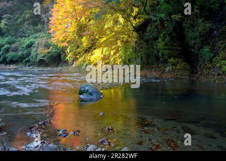 Yoro Schlucht wird rot Stockfoto