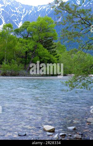 Kamikochis frisches Grün und der Fluss Azusa Stockfoto