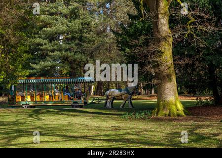 Vancouver, Kanada - März 8,2023: Stanley Park Horse-Drawing Tours in Bewegung, umgeben von üppigen grünen Bäumen. Die Pferdekutsche ist im sichtbar Stockfoto