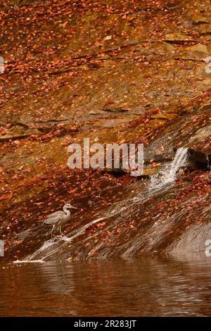 Awamatanotaki-Wasserfall und grauer Reiher in Yorokeikoku Stockfoto