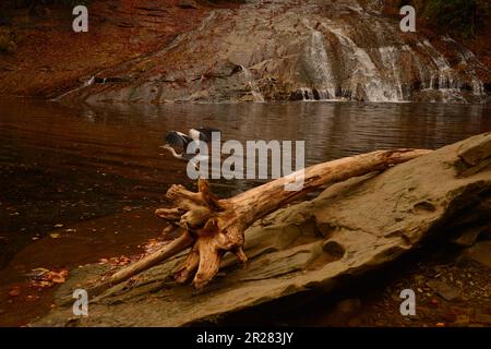 Awamatanotaki-Wasserfall und grauer Reiher in Yorokeikoku Stockfoto