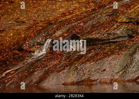 Awamatanotaki-Wasserfall und grauer Reiher in Yorokeikoku Stockfoto