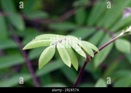 Rowan, Rowan-Beerenbaum. Europäische Bergreste. Nahaufnahme der Blätter Stockfoto