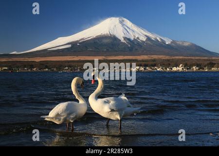 Mt. Fuji und Schwäne, Yamanaka-See Stockfoto