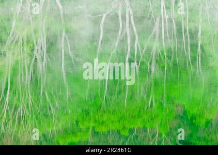 Frische Laubbäume weißer Birken im nebligen Teich Stockfoto