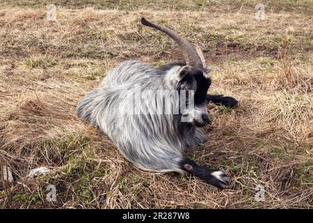 Zwerg, Zwergziegen, die auf dem Boden. Hält ein Auge auf Sie. Stockfoto