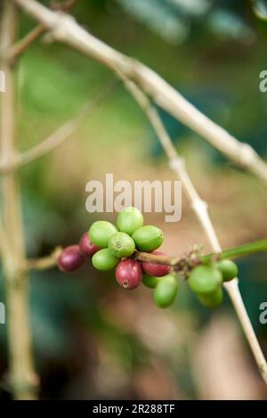 Kaffeebaumzweig mit reifen und unreifen Bohnen in Santander, Kolumbien, traditionelle kolumbianische Produktion. Selektive Fokuszusammensetzung mit Kopierbereich. Stockfoto